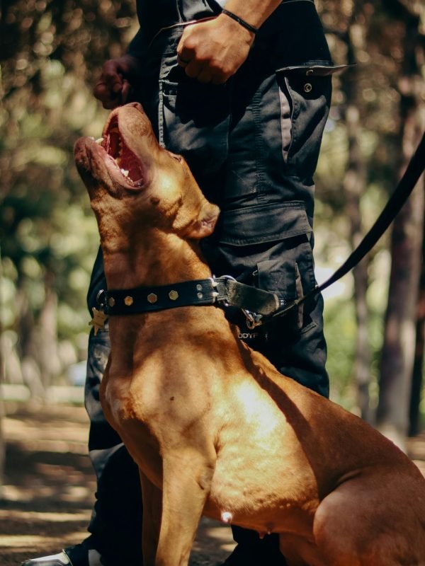 pexels-mehdi-gholipour-694014435-18856128 pexels-mehdi-gholipour-694014435-18856128