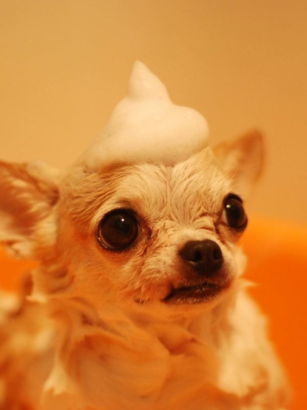 pexels-nishizuka-25426-485294 pexels-nishizuka-25426-485294