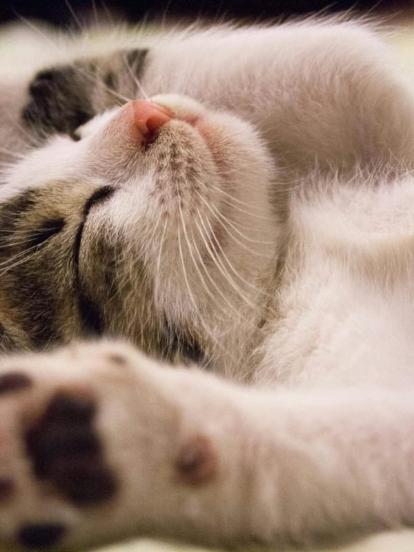 pexels-pixabay-416160 pexels-pixabay-416160