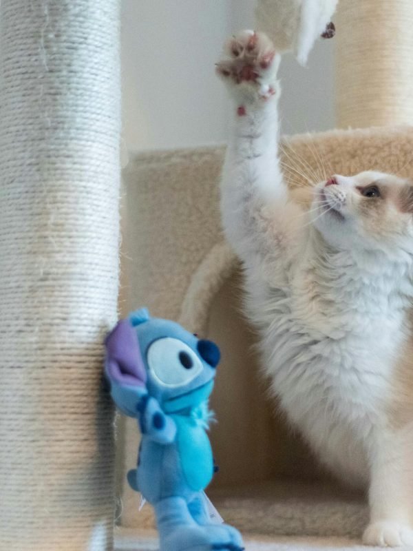 pexels-pppsdavid-10914515 pexels-pppsdavid-10914515